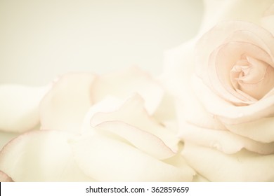 Background Beige Flowers Hd Stock Images Shutterstock