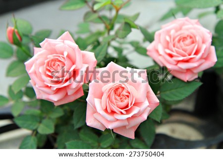 Pink rose flowers with background blurred