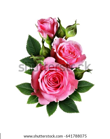 Pink rose flowers bouquet isolated on white