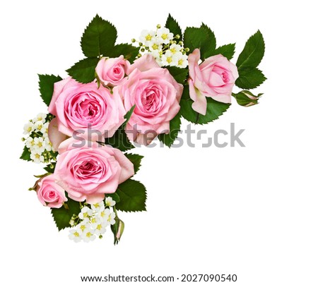 Pink rose flowers and buds in a corner arrangement isolated on white background. Top view. Flat lay.