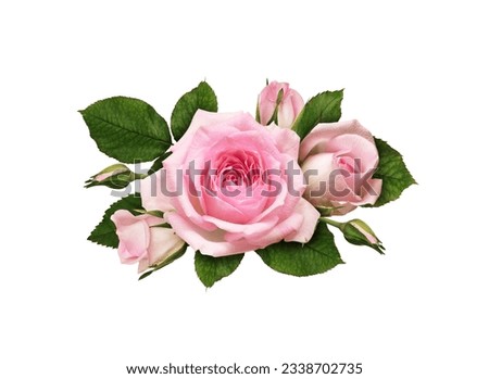 Pink rose flowers in a floral arrangement isolated on white