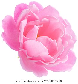 Pink Rose flowers focus stacking close up isolated on white background for love wedding and valentines day. - Powered by Shutterstock