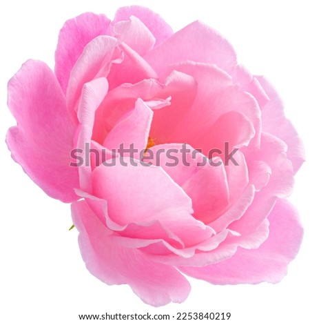 Pink Rose flowers focus stacking close up isolated on white background for love wedding and valentines day.