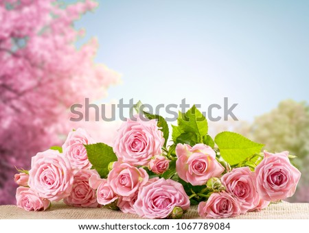 Pink rose flowers lying on sackcloth and spring trees with sakura blossoming branch against the blue sky