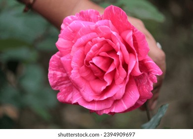 Pink rose in front of blurry background. Nature - Shutterstock ID 2394909697