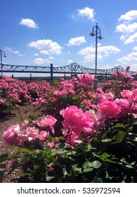 Pink rose garden with steel bridge and lamppost in background along river walk in Peoria, Illinois