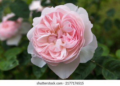Pink rose Gentle Hermione in summer garden, sunny day