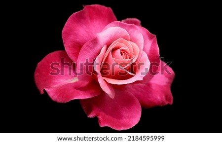 Pink rose isolated on black background 