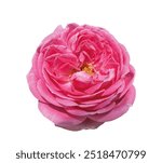 Pink rose isolated on white background. Rosa damascena, Damascus rose or sometimes known as Persian, Bulgarian, Taif, Isfahan or Castilian rose, is a hybrid of Rosa gallica and Rosa moschata roses.