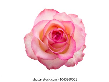 pink rose isolated on white background