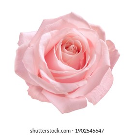 pink rose isolated on white background - Shutterstock ID 1902545647