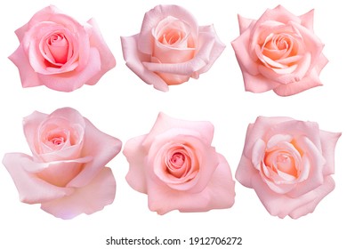 Photos Of Roses Images Stock Photos Vectors Shutterstock Photos Of Roses Images Stock Photos Vectors Shutterstock