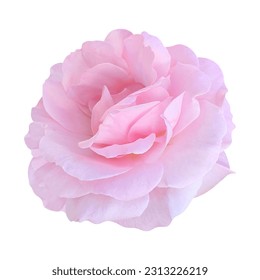 Pink rose isolated on white background - Powered by Shutterstock