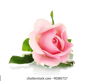 Pink Rose Isolated On White