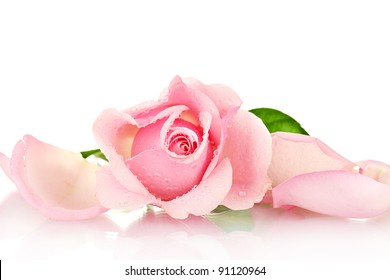 Pink Rose Isolated On White