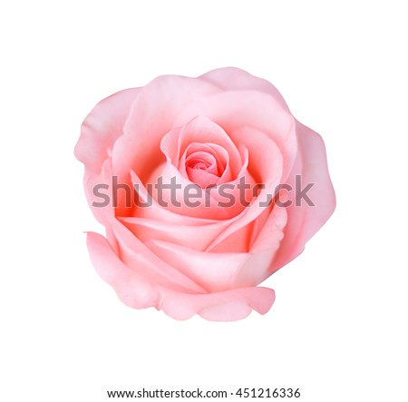 Pink rose isolated on white background, soft focus.
