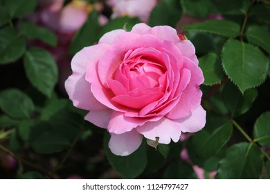 Pink Rose At Kew Gardens