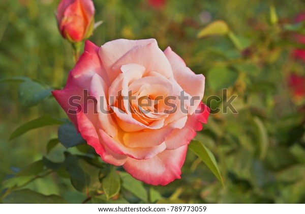 Rose Stock Photo (Edit Now) 452240