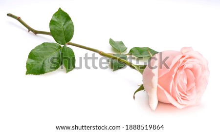 Pink Rose with leaf isolated on white background, Pink Rose valentine concept.