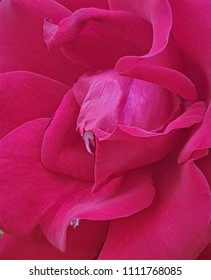 pink rose macro