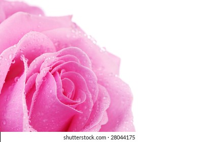 pink rose macro