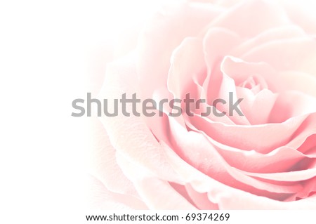 pink rose macro