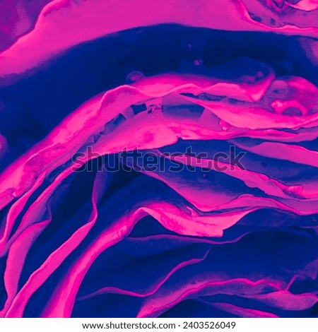 A pink rose macro photo