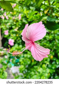 Pink Rose Mallow Flower Or Chinese Rose