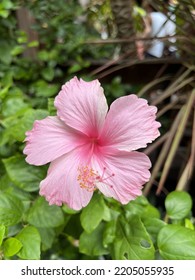 Pink Rose Mallow Flower Or Chinese Rose