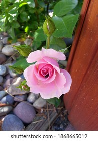 Pink Rose Near Redwood Fence With Rocks 