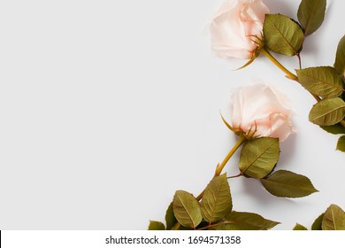Pink rose on a white background, with place for text, with copy space. Concept gentle backgrounds with flowers, backgrounds for flower shops, wedding texts, underwear and perfume.
