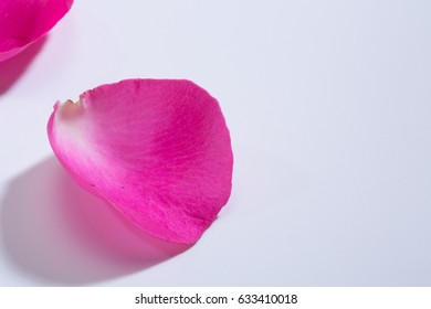 Pink Rose Pedals On White Background