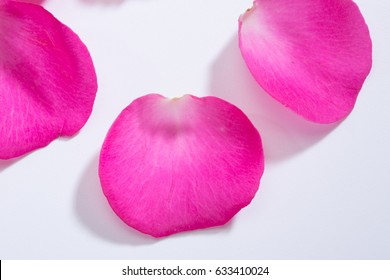 Pink Rose Pedals On White Background