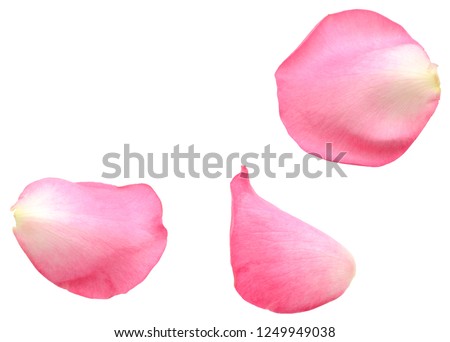 A pink rose petal isolated white