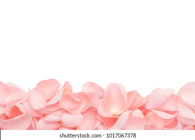 Pink Rose Petals