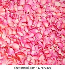 Pink Rose Petals. Background