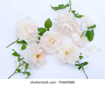 Pink rose  petals flowers arrangement isolated on white for  valentines day