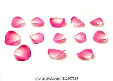 Pink Rose Petals Isolated On White.