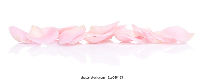 Pink Rose Petals, Isolated On White Background