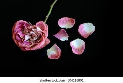 Pink Rose Petals And Rose Petals On Black Background.