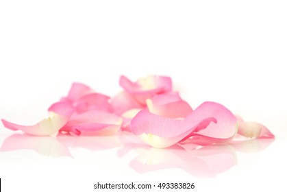 Pink Rose Petals On White Background