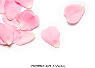 Pink Rose Petals On White Background