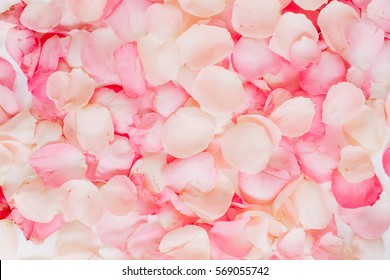 Pink rose petals. Valentine's day background. Flat lay, top view