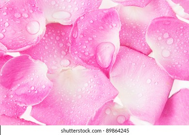 Pink Rose Petals With Water Drop Background