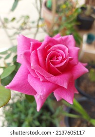 The Pink Rose (princess Alexandra) In Northern Of Thailand.