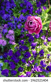 pink rose and purple flowers are blooming at a garden in Yokohama, Japan in March and April in spring time.