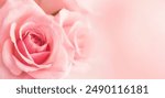 Pink Rose Romance in Blurred Background. Clean modern background with beautiful roses for banners, posters, social media and wall decorations.