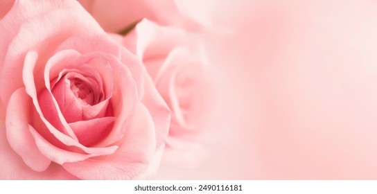 Pink Rose Romance in Blurred Background. Clean modern background with beautiful roses for banners, posters, social media and wall decorations. - Powered by Shutterstock