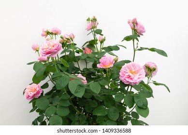 8 Eustacia vye rose Images, Stock Photos & Vectors | Shutterstock