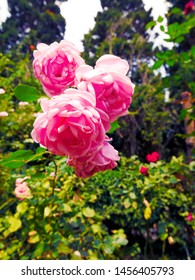 Pink Rose At The Royal Winter Residence Of The Thai Royal Family